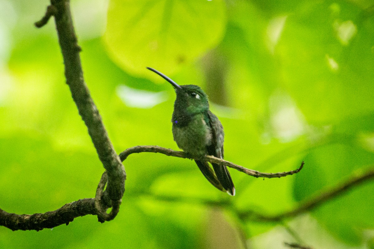 Violet-chested Hummingbird - ML613443505
