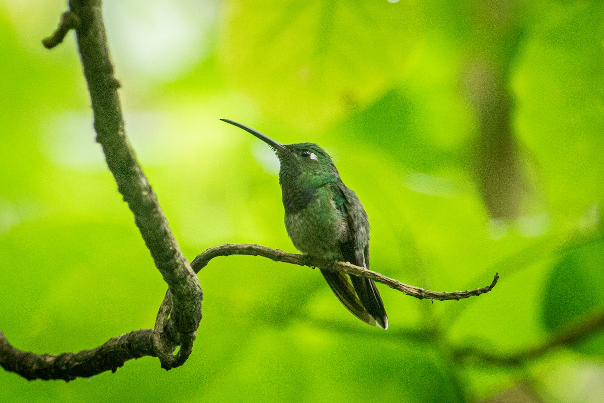 Violet-chested Hummingbird - ML613443583
