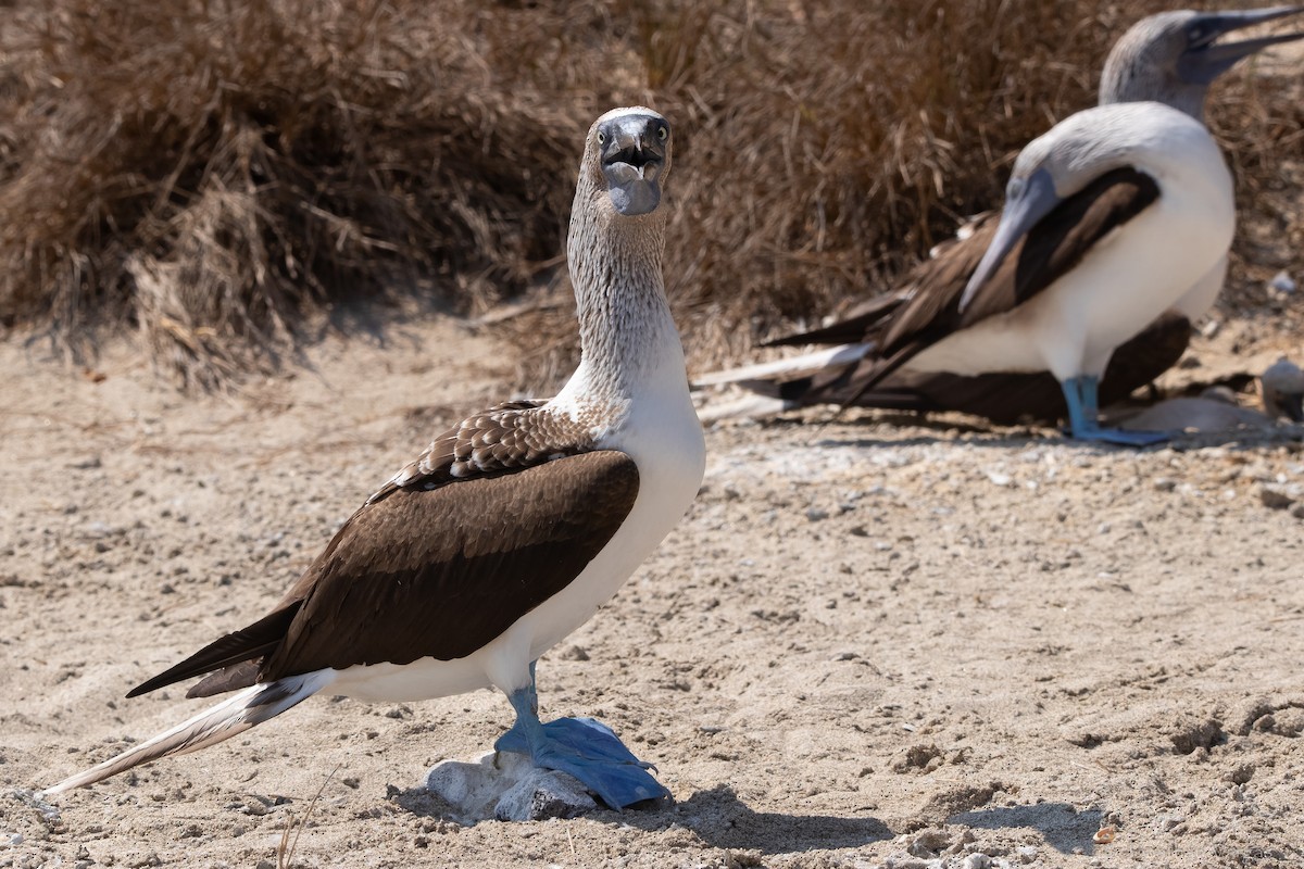 Blue-footed Booby - ML613443612