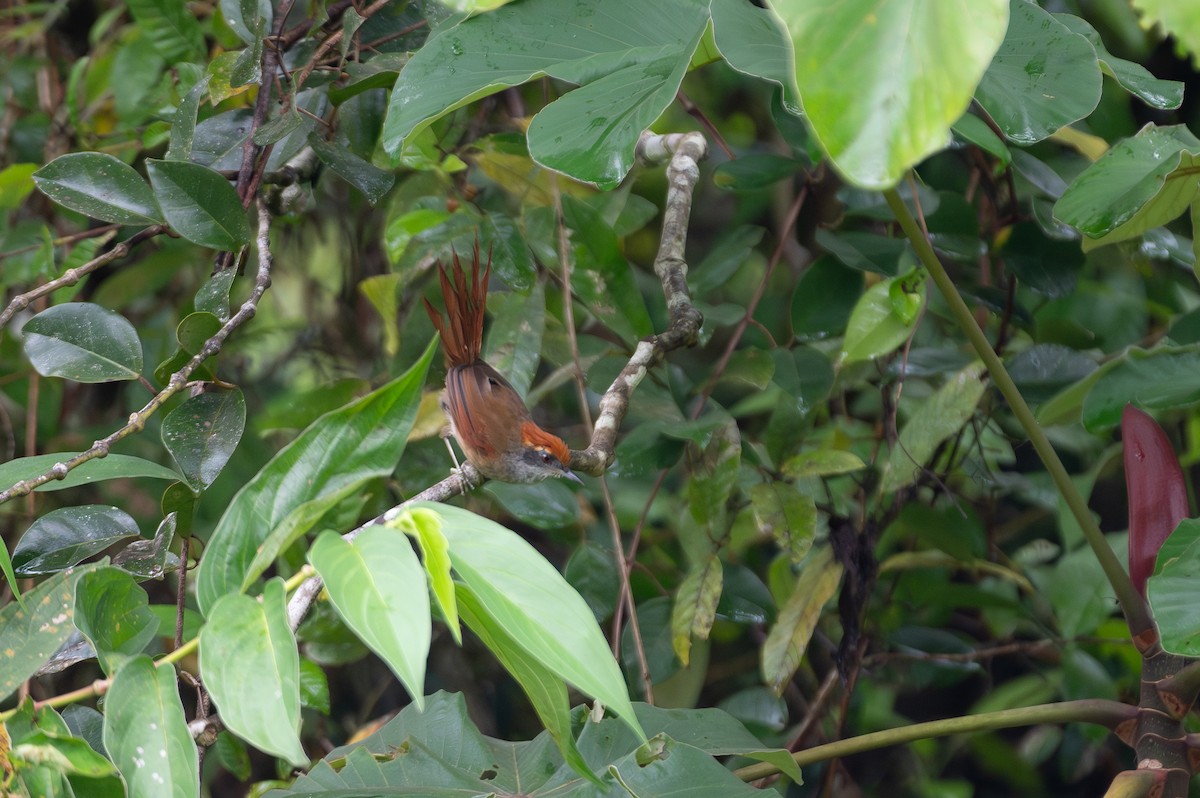 Rufous-capped Spinetail - ML613443631