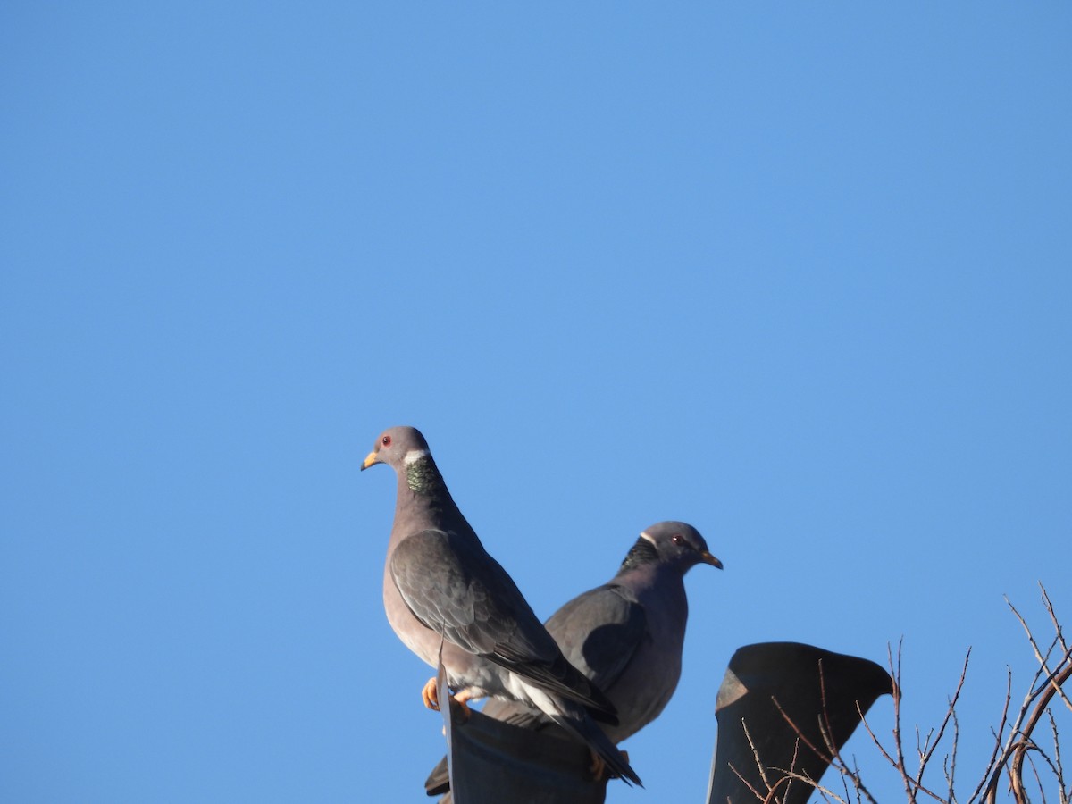 Band-tailed Pigeon - ML613443727