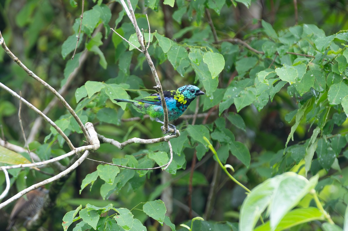 Green-headed Tanager - ML613443781