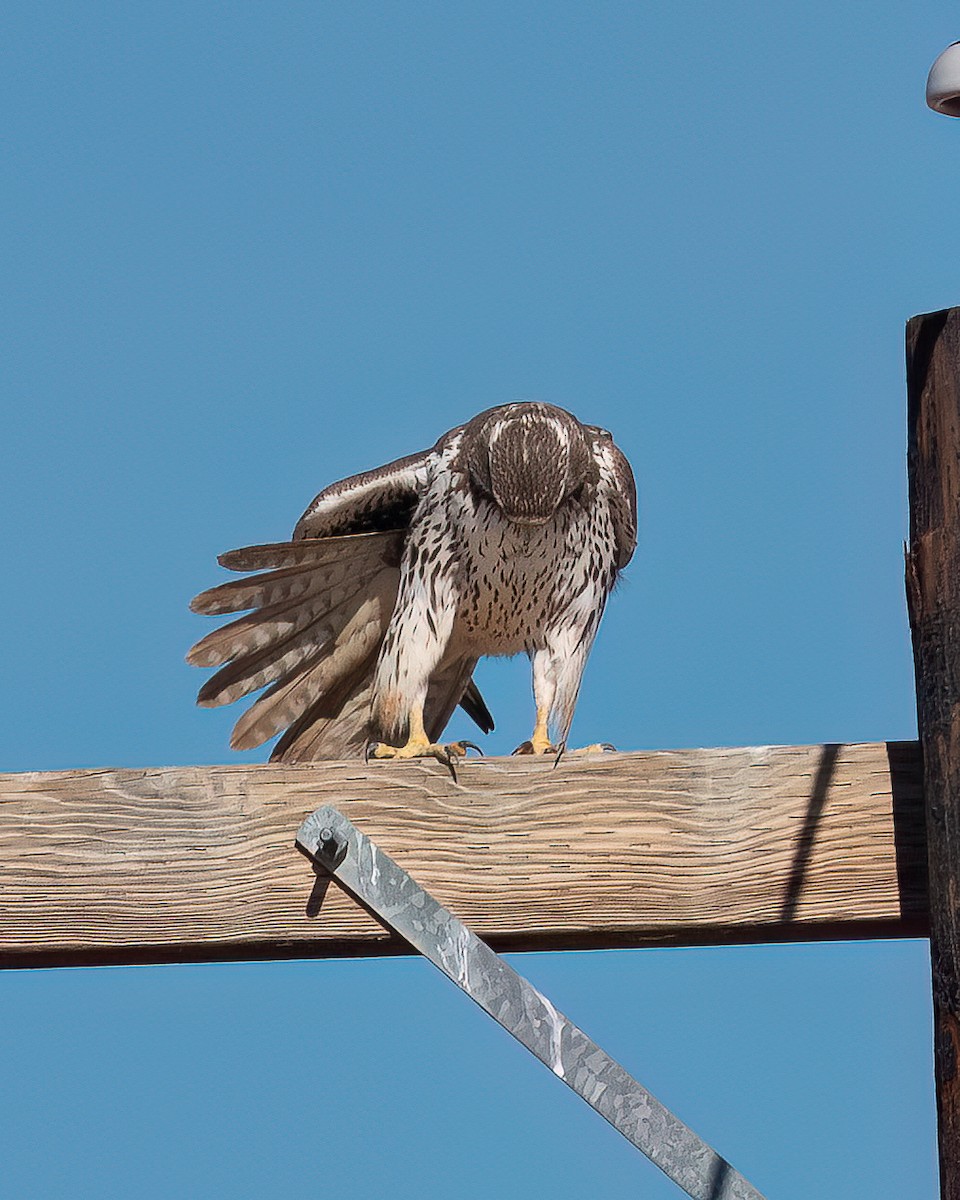 Prairie Falcon - Michael Roper
