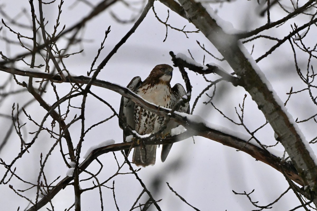 Red-tailed Hawk - ML613443867