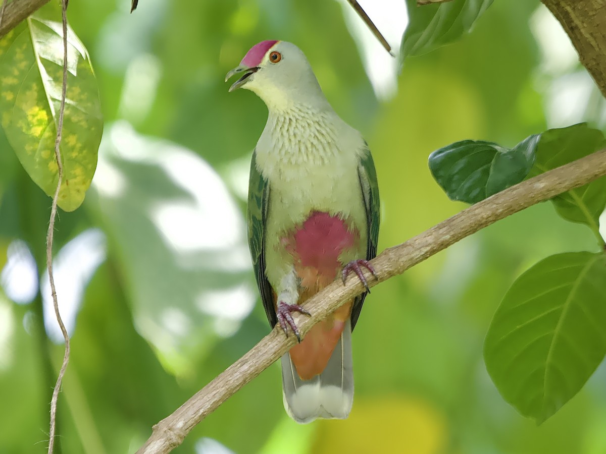 Red-bellied Fruit-Dove - ML613443874