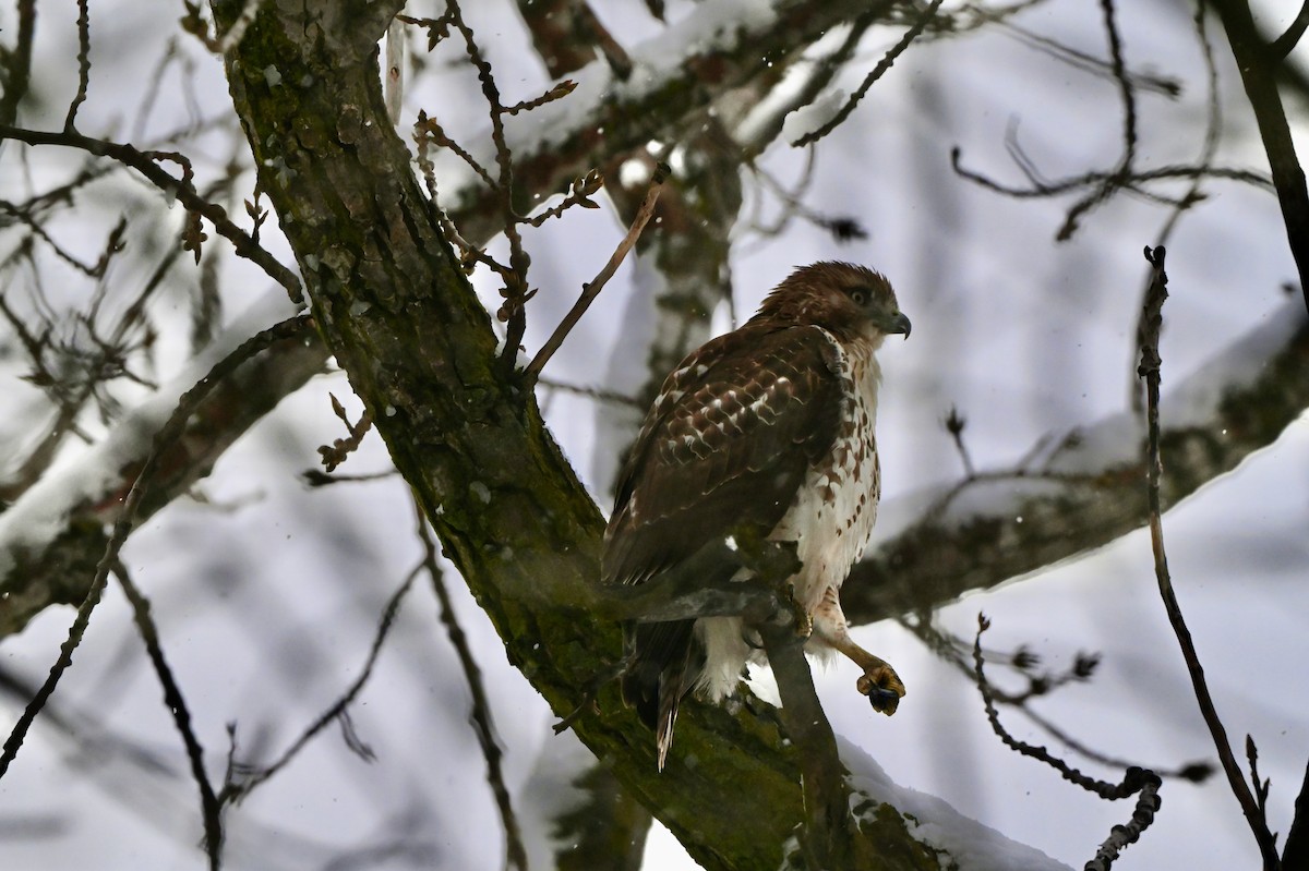 Red-tailed Hawk - ML613443892