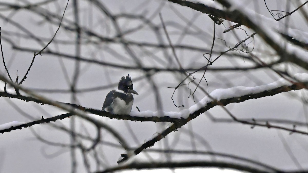 Belted Kingfisher - ML613443937