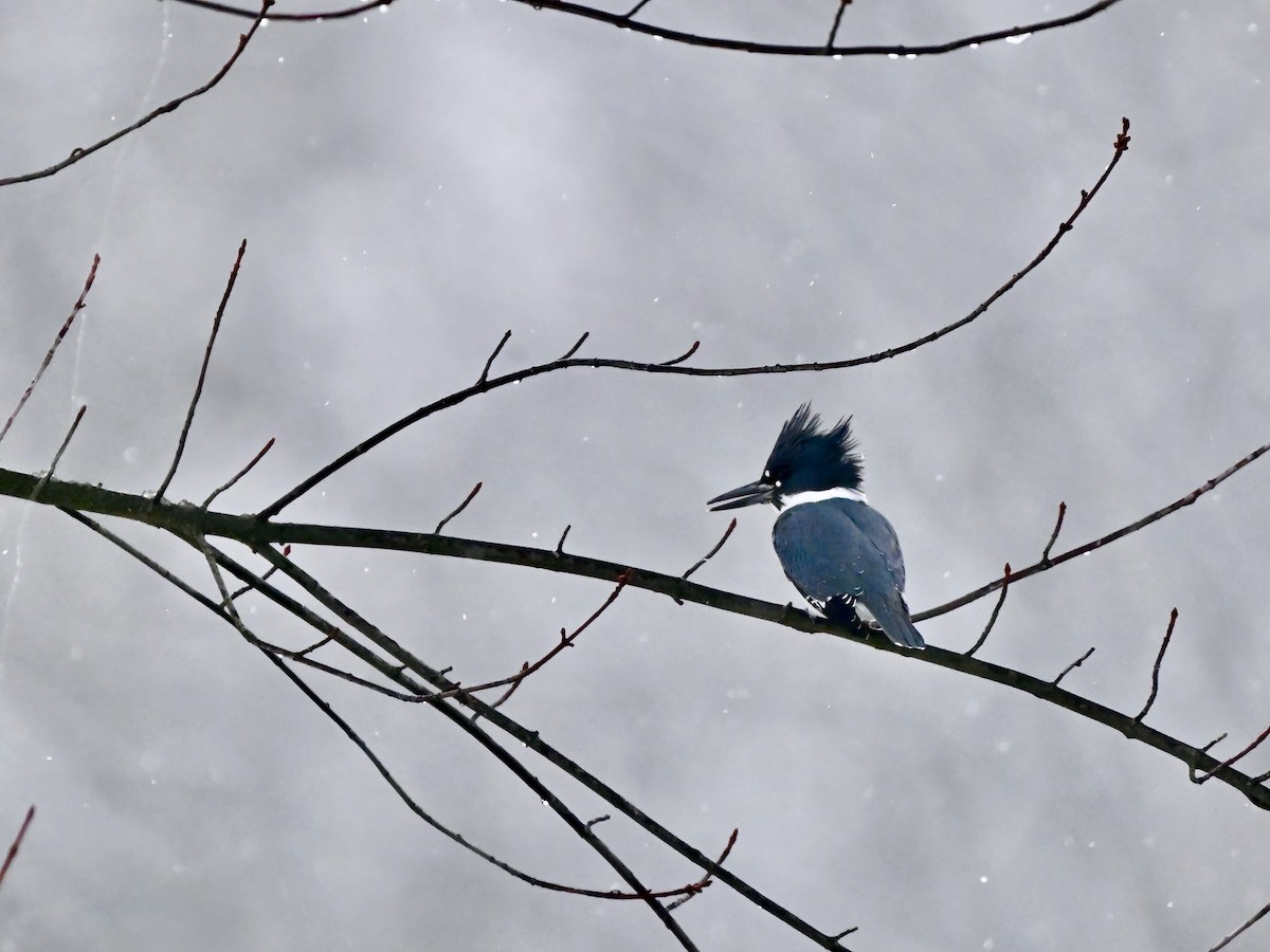 Belted Kingfisher - ML613443939