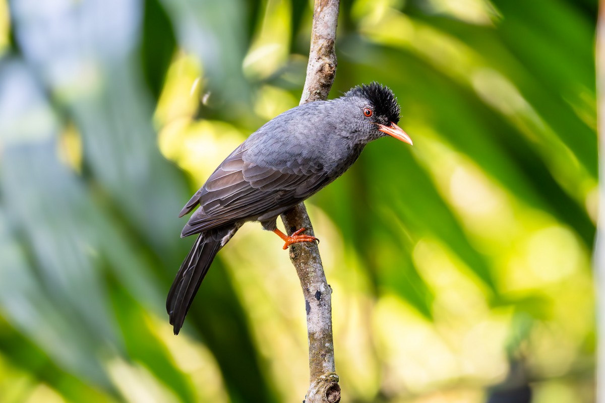 Square-tailed Bulbul (Sri Lanka) - ML613444139