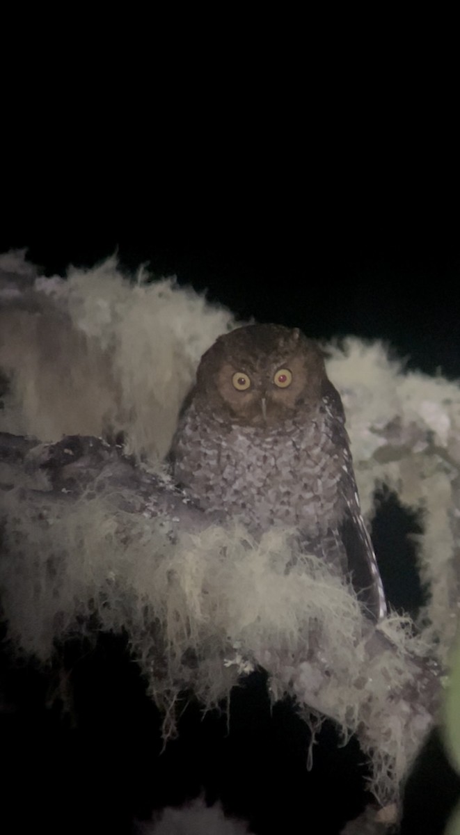 Bare-shanked Screech-Owl - Dario Mora
