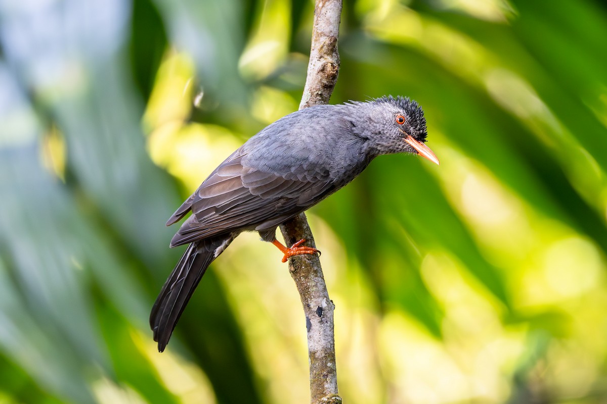 Square-tailed Bulbul (Sri Lanka) - ML613444335