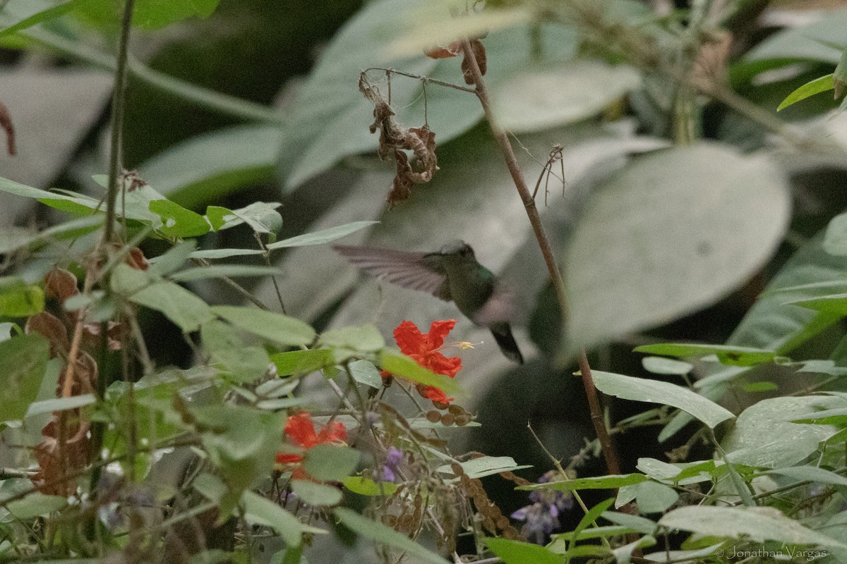 kolibřík colimský - ML613444752