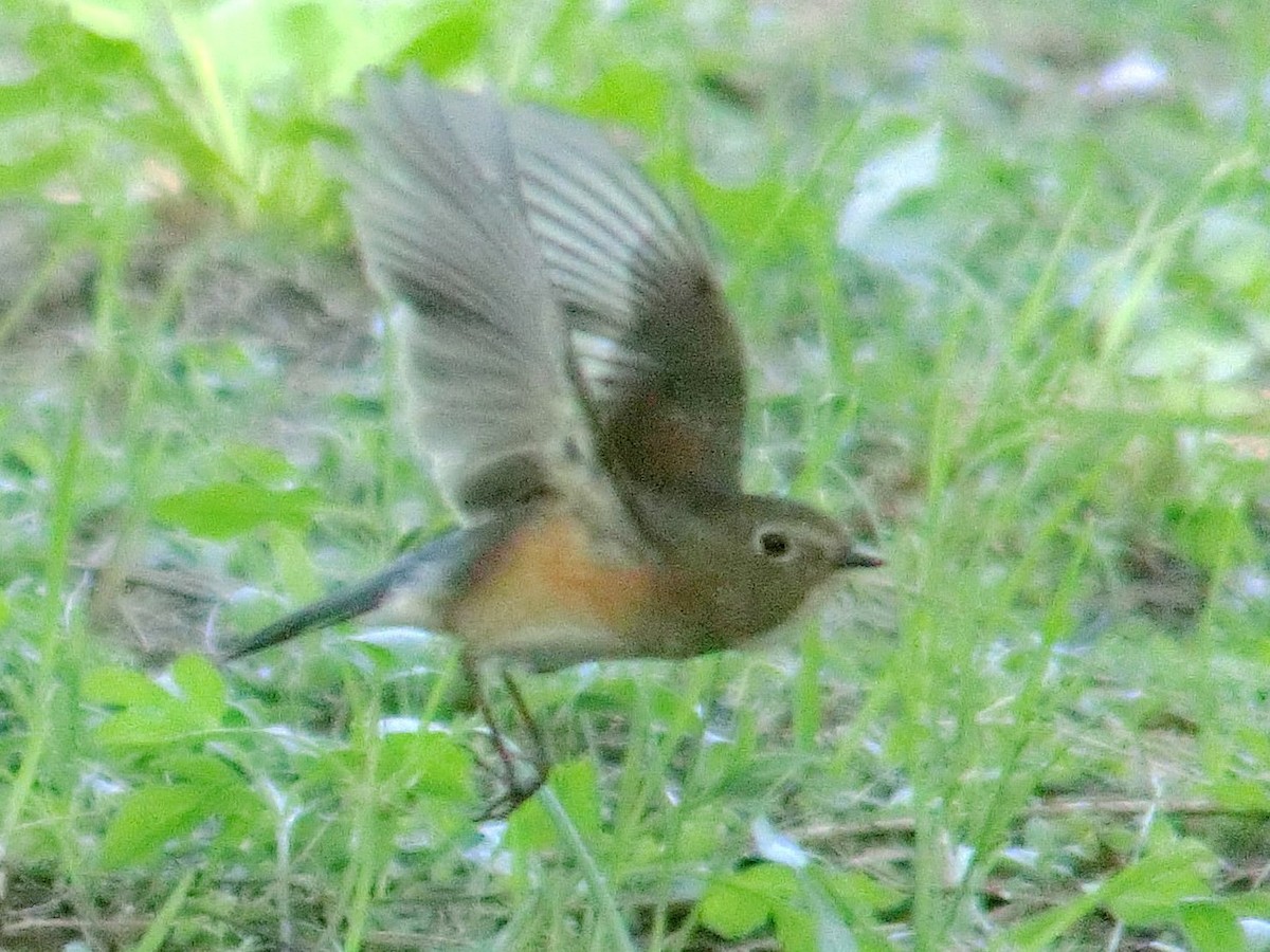 Red-flanked Bluetail - Charles Lam