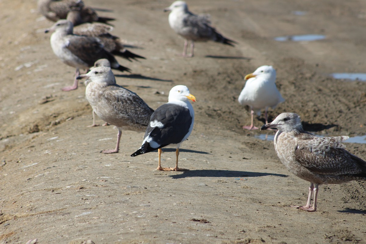 Yellow-footed Gull - ML613445739