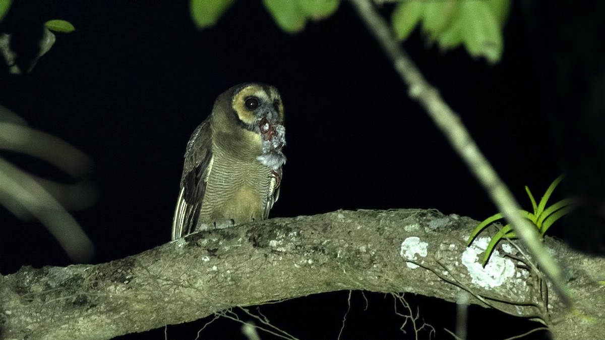 Brown Wood-Owl - ML613445923