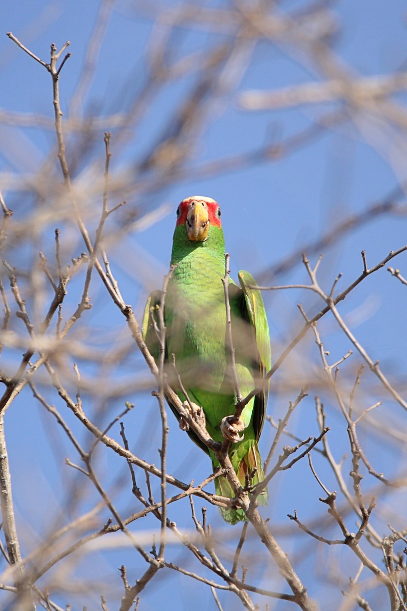 White-fronted Parrot - ML613446025