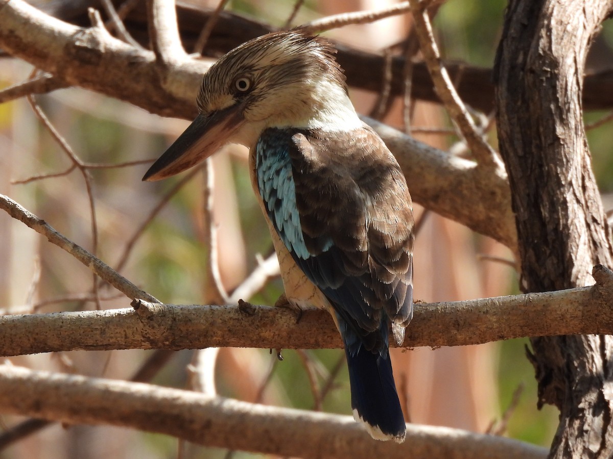 Blue-winged Kookaburra - Joshua Kisyma