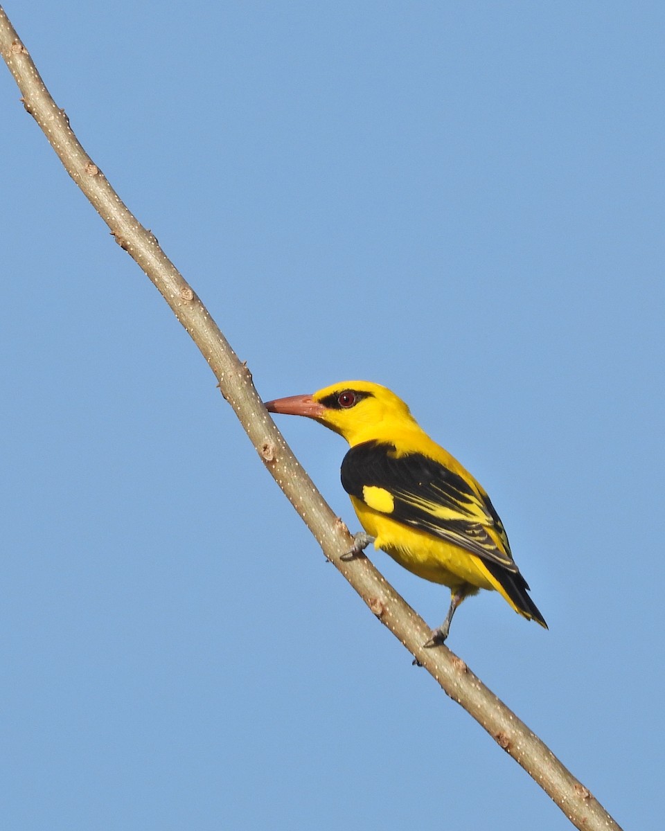 Indian Golden Oriole - ML613446415