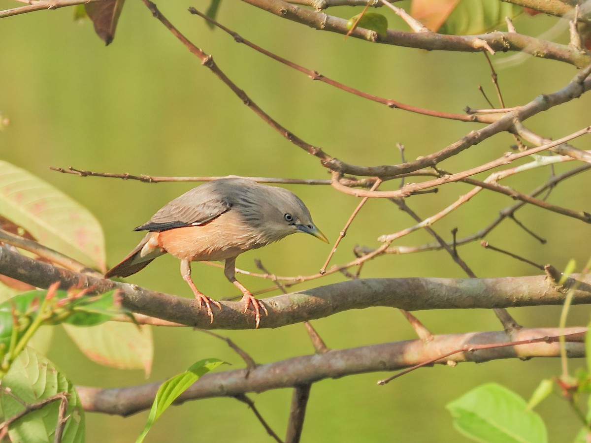Chestnut-tailed Starling - ML613446429