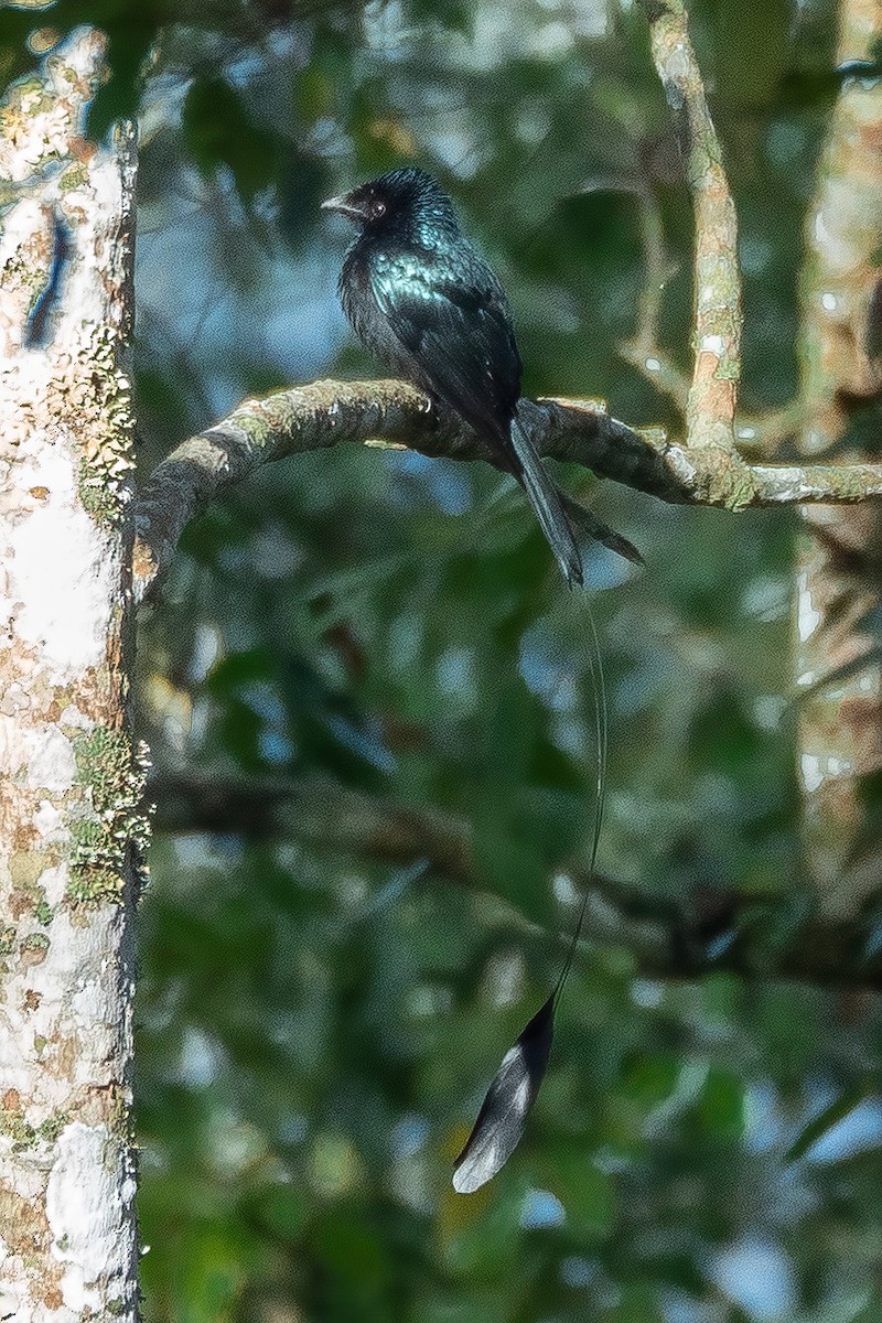 Lesser Racket-tailed Drongo - ML613446482