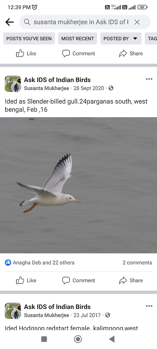 Slender-billed Gull - ML613446516