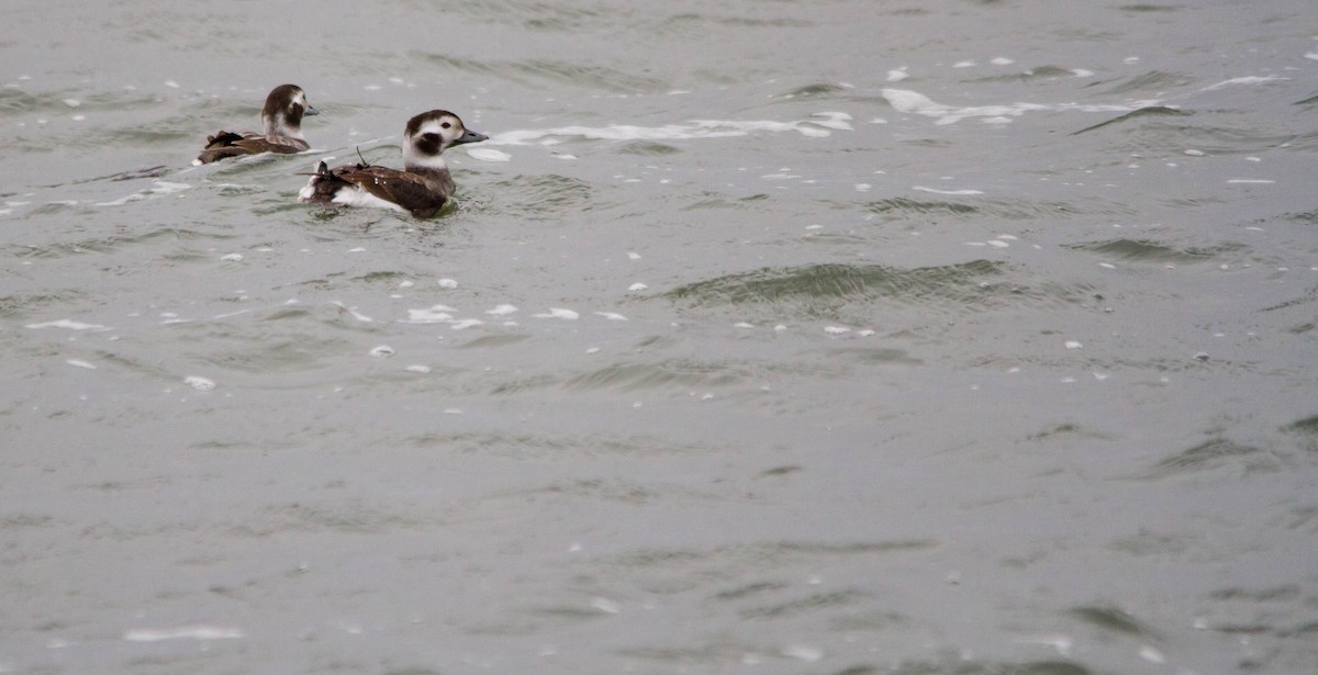 Long-tailed Duck - ML613446802