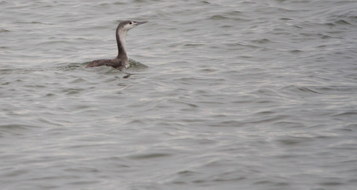 Red-throated Loon - ML613446809