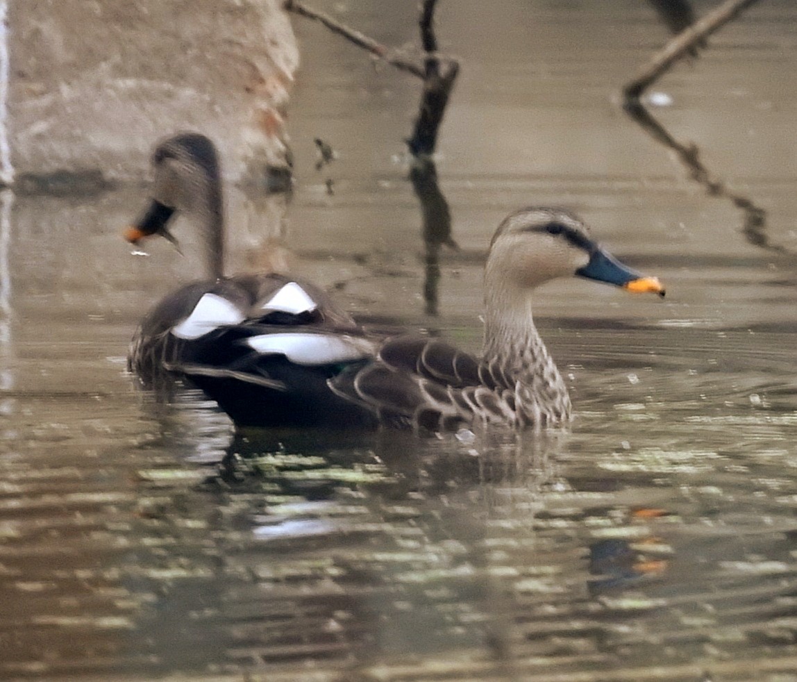 Indian Spot-billed Duck - ML613446934