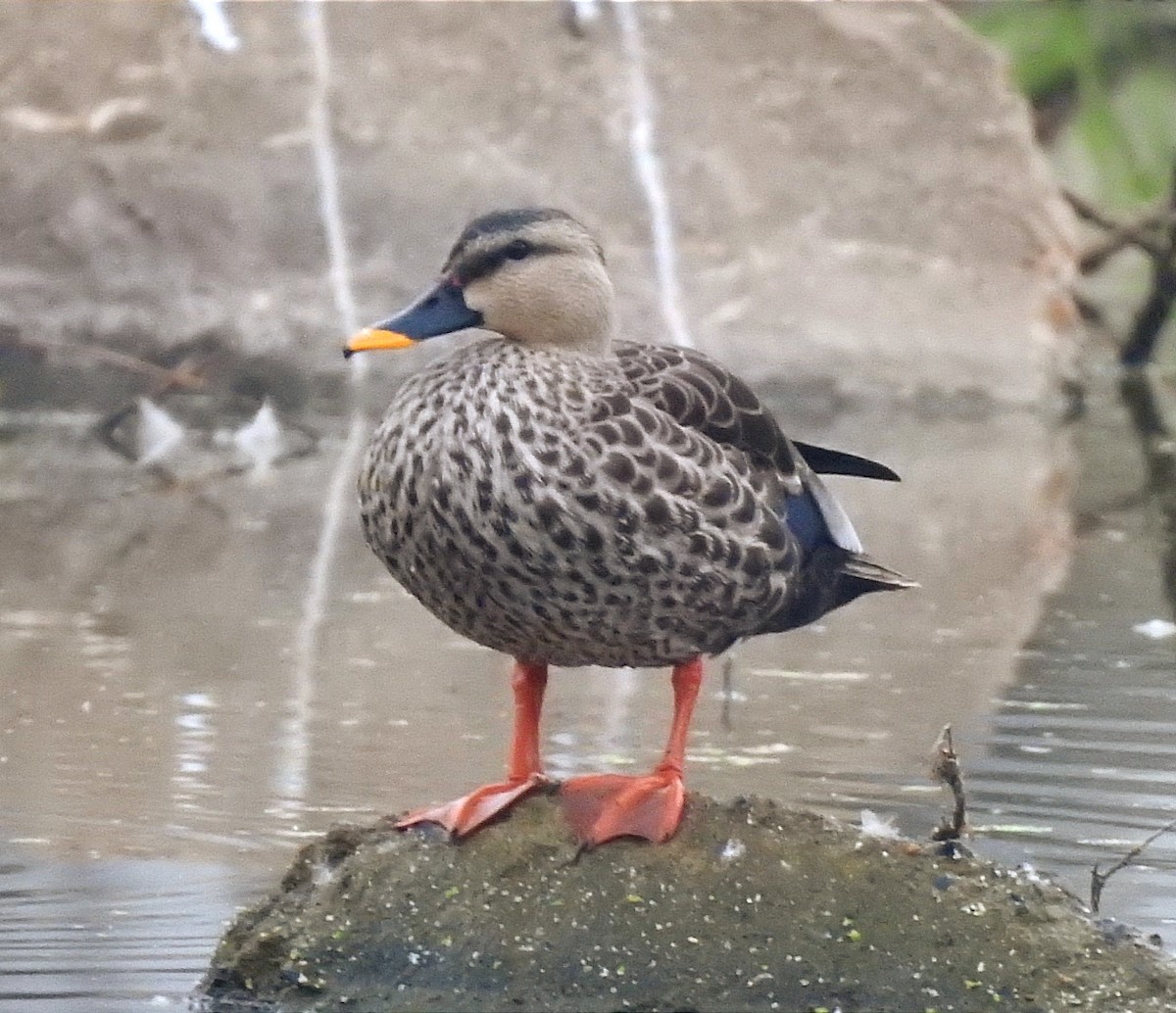 Indian Spot-billed Duck - ML613446935