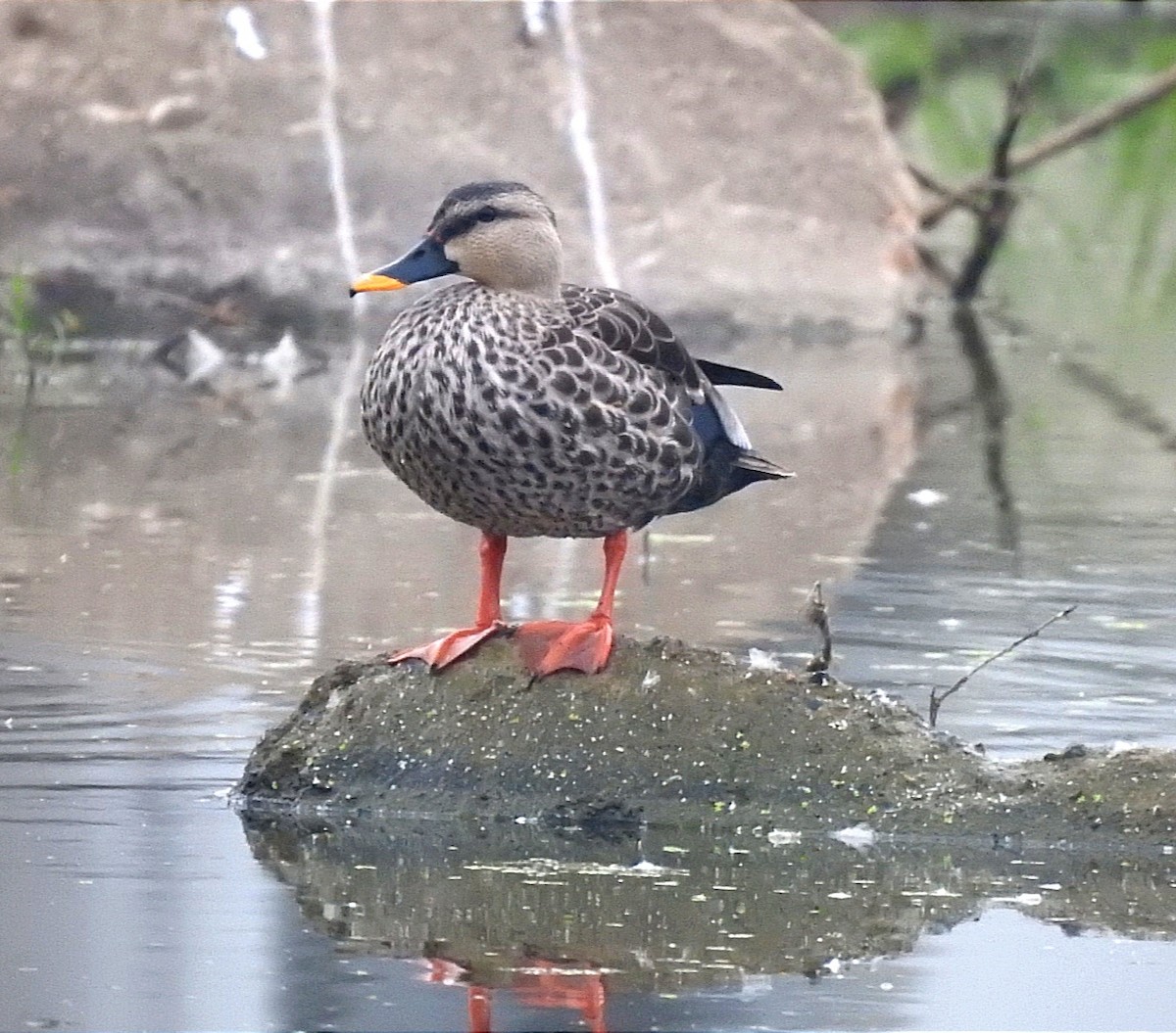 Indian Spot-billed Duck - ML613446936