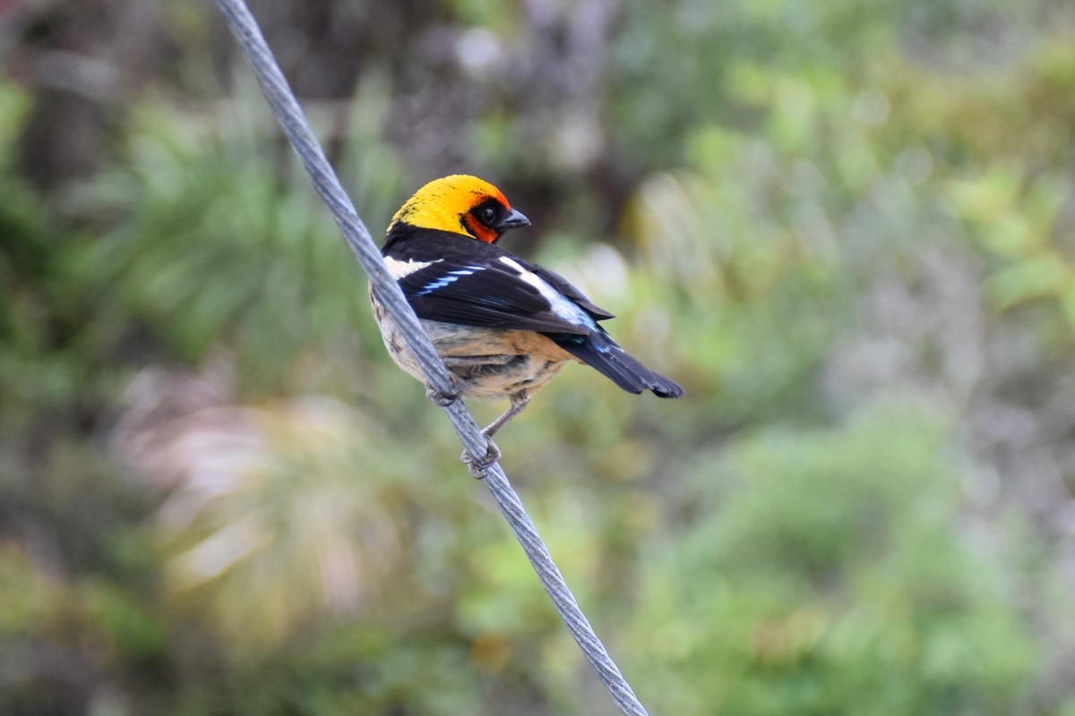 Flame-faced Tanager (Flame-faced) - ML613447135