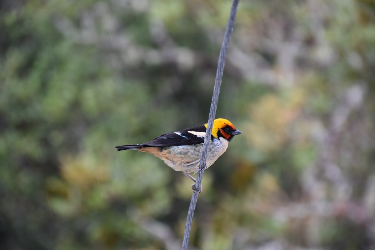 Flame-faced Tanager (Flame-faced) - ML613447141
