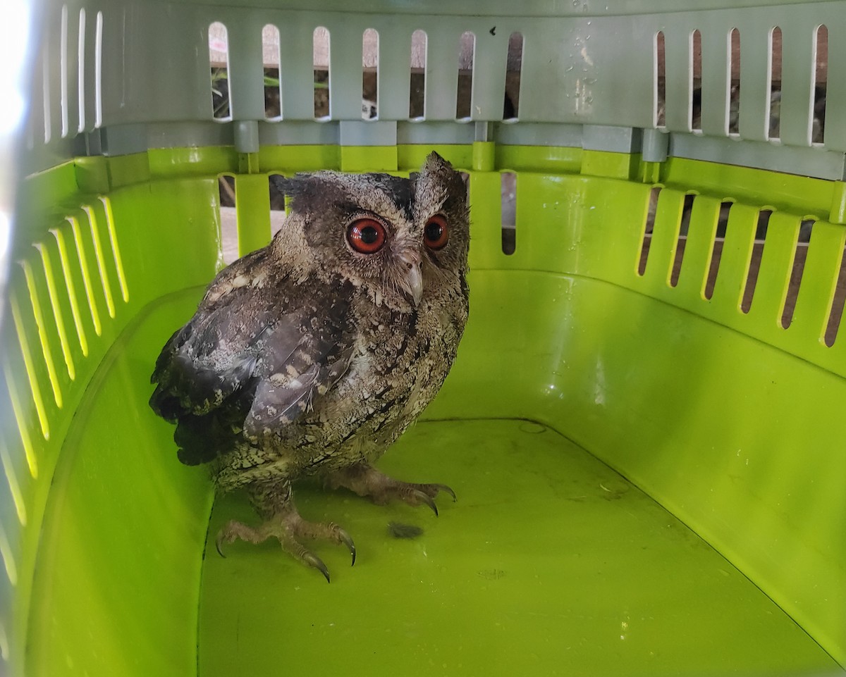 Philippine Scops-Owl - ML613447281
