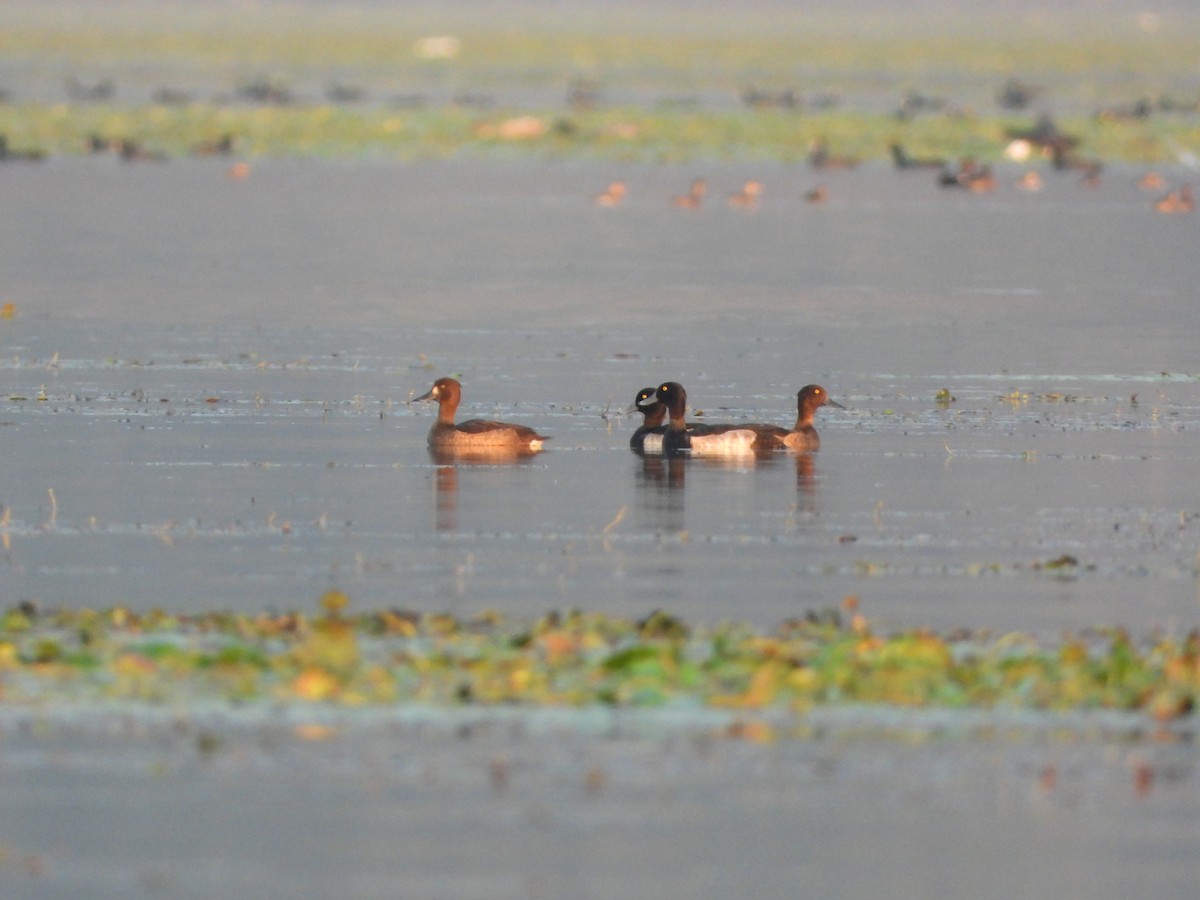Tufted Duck - ML613447406