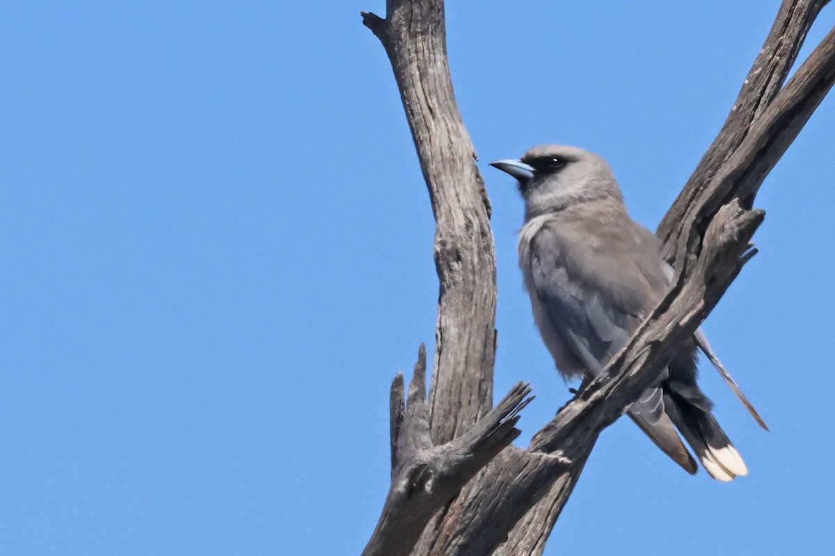 Black-faced Woodswallow (Black-vented) - ML613447419
