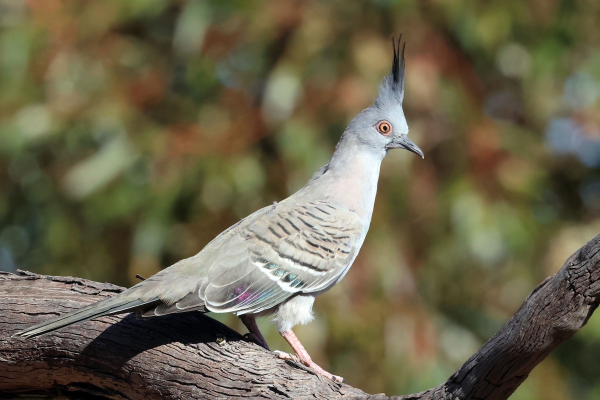 Crested Pigeon - ML613447429
