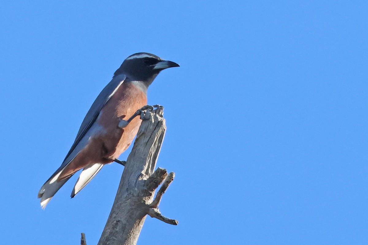 White-browed Woodswallow - ML613447431