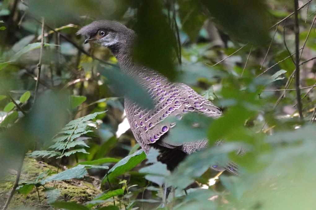 Gray Peacock-Pheasant - ML613447593