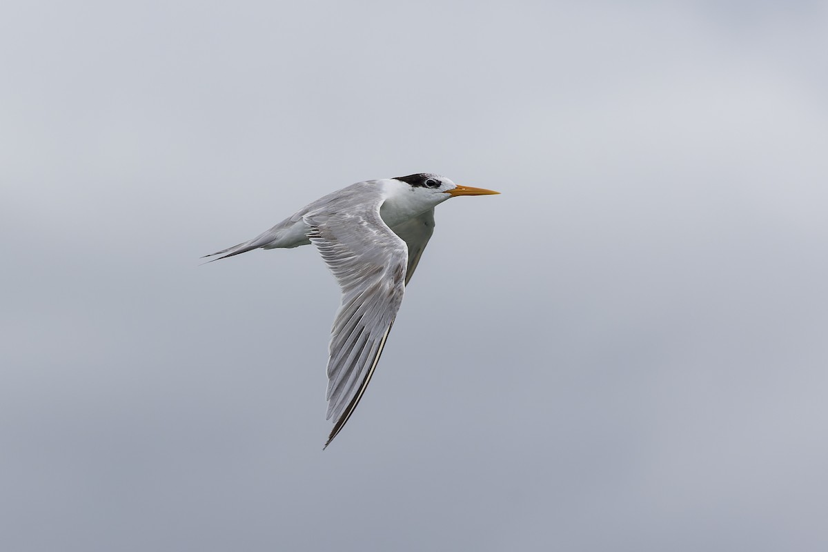 Lesser Crested Tern - ML613448101