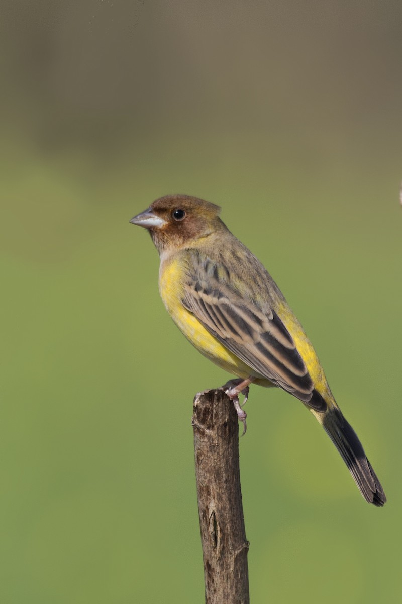 Red-headed Bunting - ML613448248