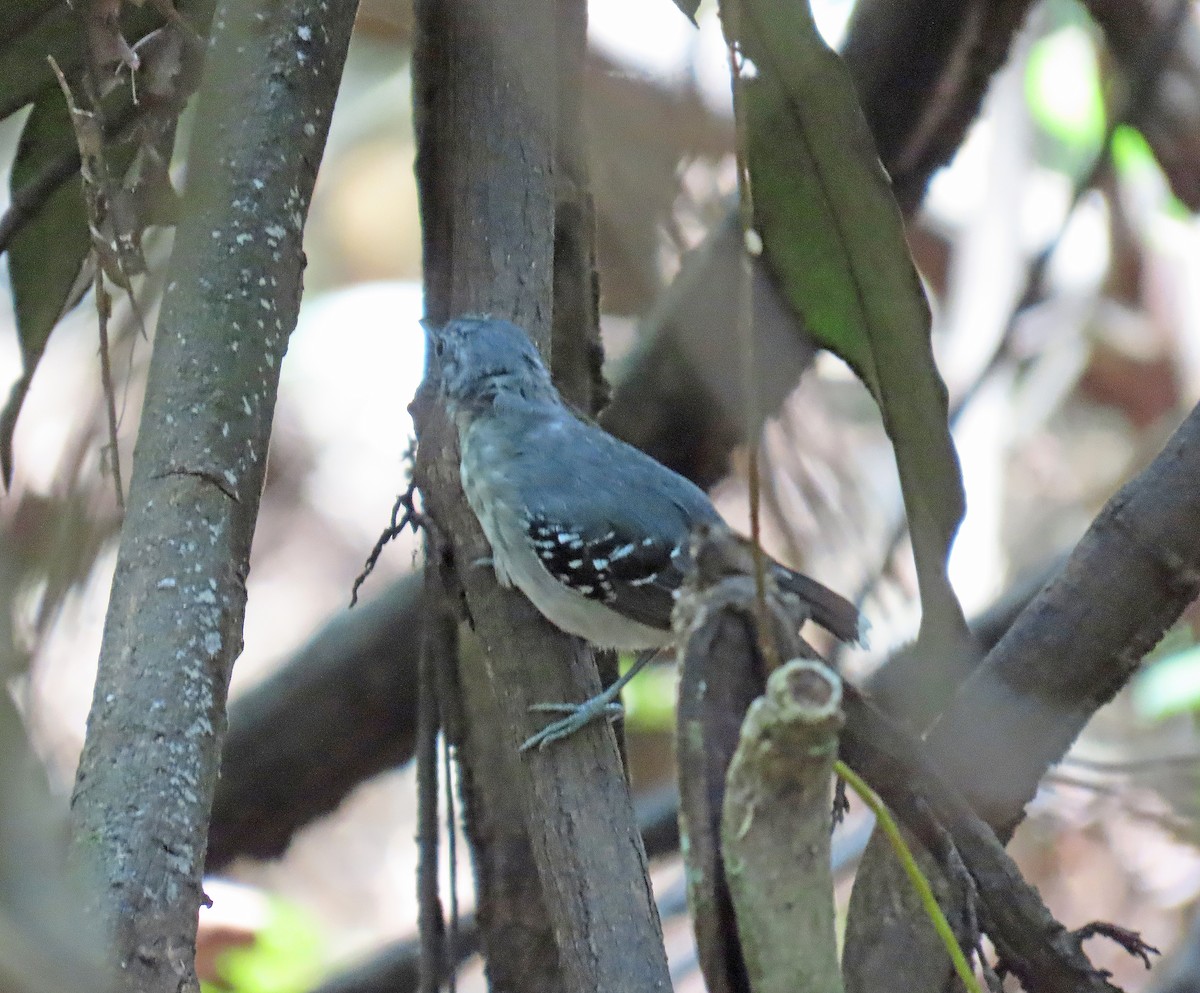Band-tailed Antbird - Peter Leth