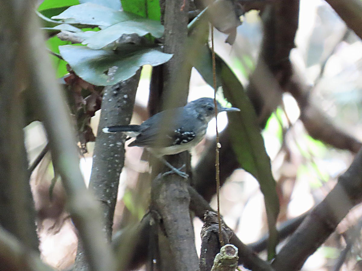 Band-tailed Antbird - ML613448309