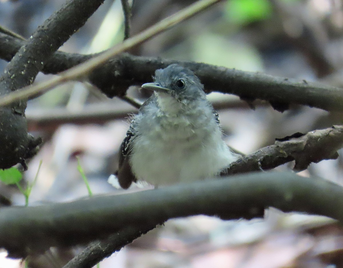 Band-tailed Antbird - ML613448310