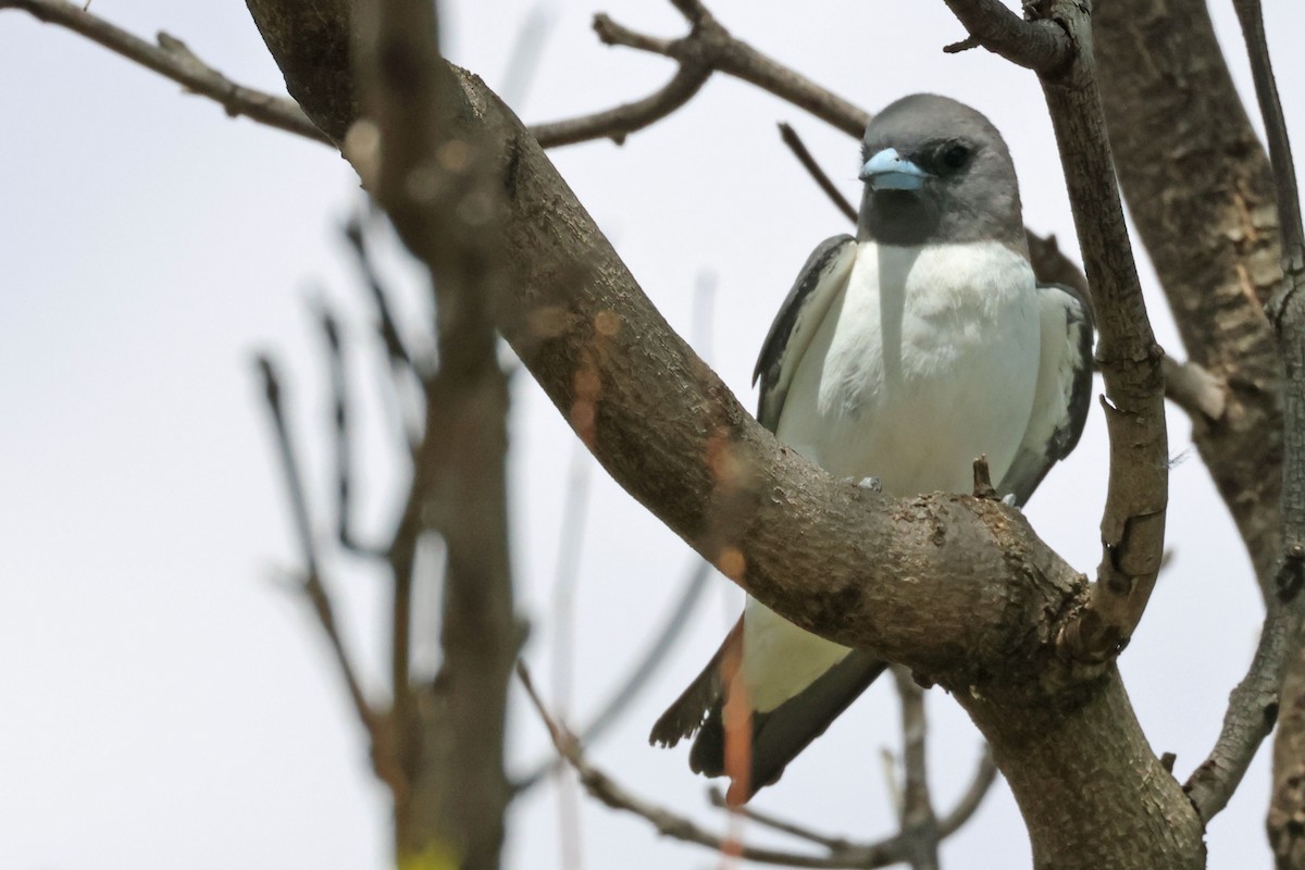 White-breasted Woodswallow - ML613448459
