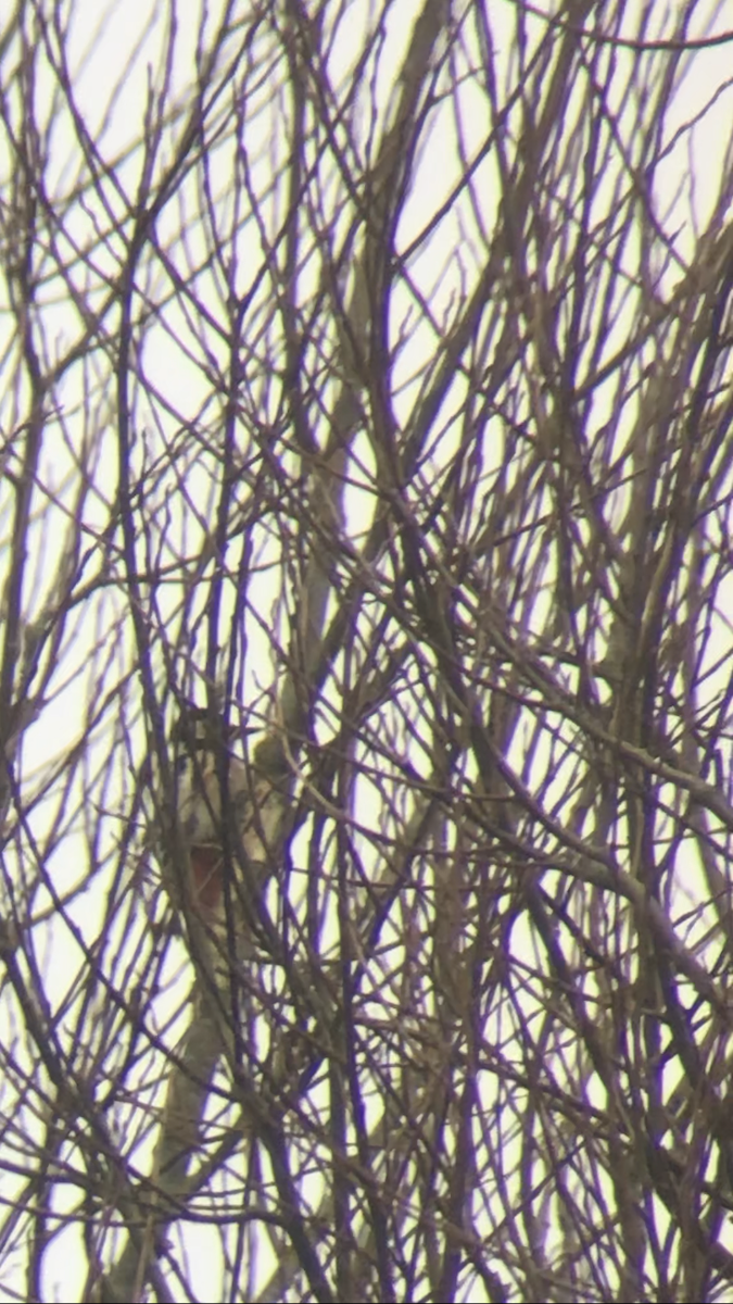 Great Spotted Woodpecker - ML613448545