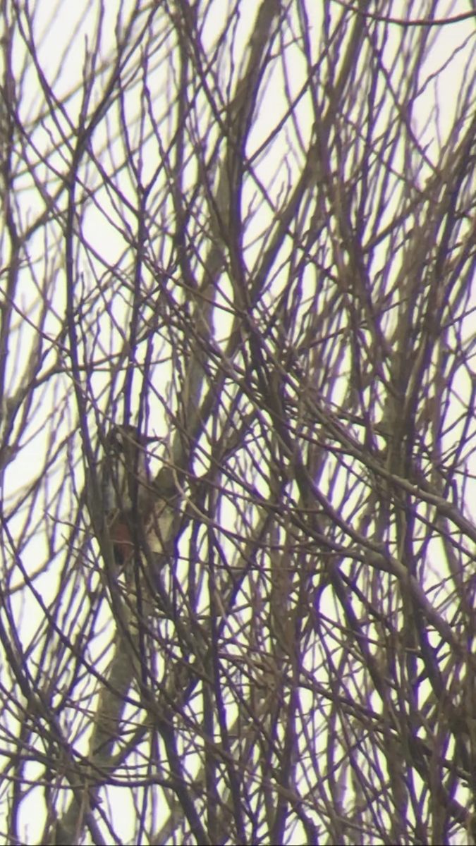 Great Spotted Woodpecker - ML613448550