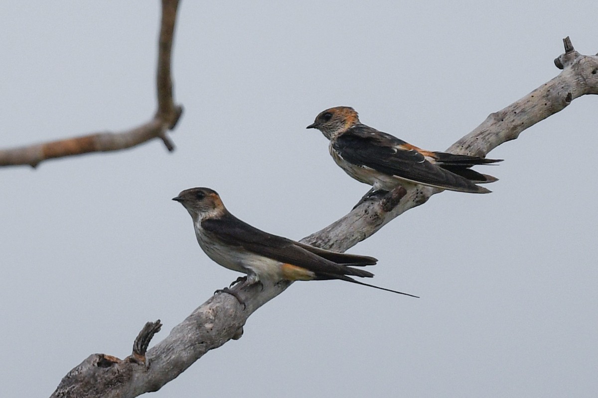 Red-rumped Swallow - ML613448600
