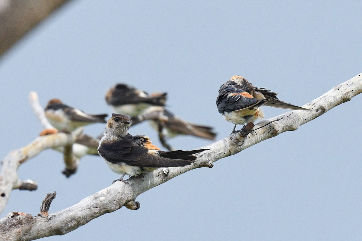 Red-rumped Swallow - ML613448601