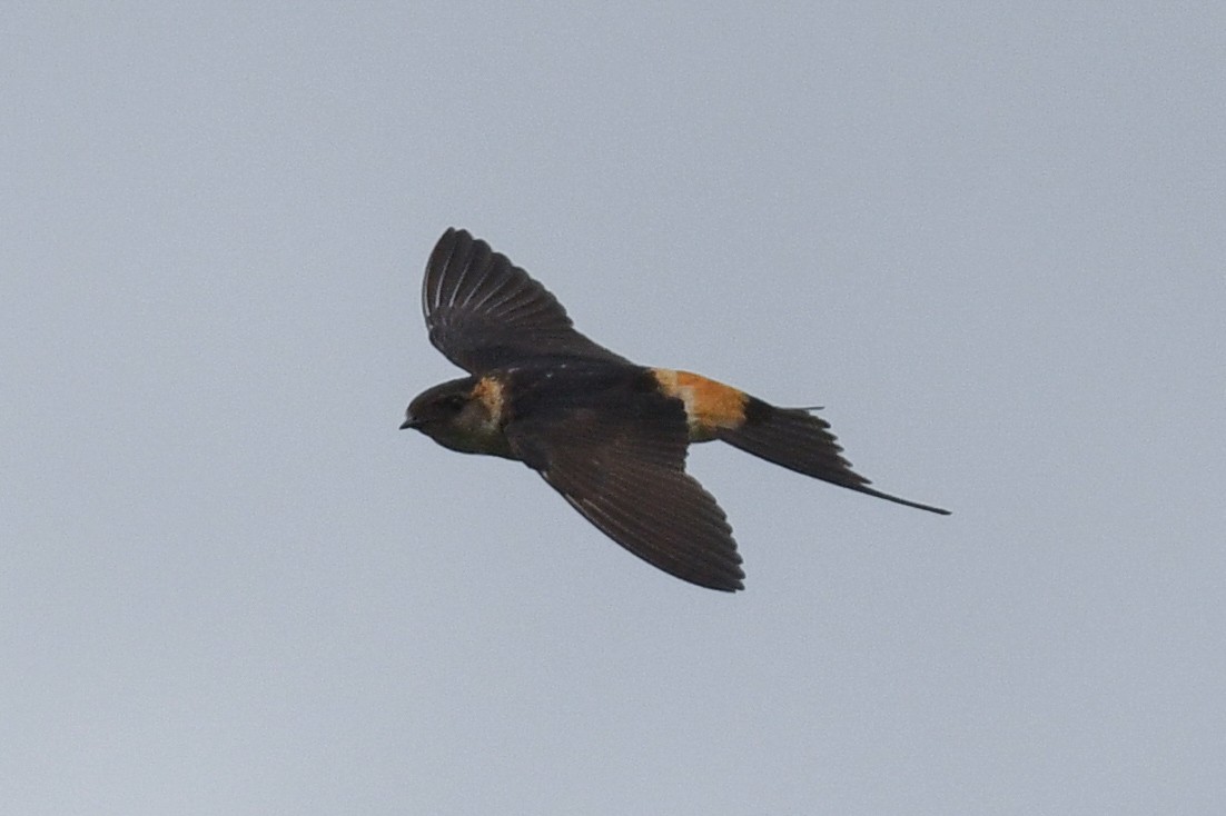 Red-rumped Swallow - ML613448602