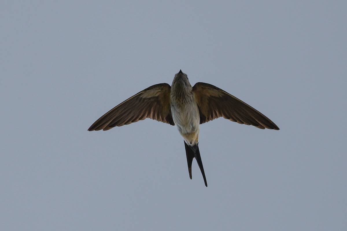 Red-rumped Swallow - ML613448603